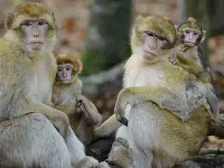 Monkey Forest 1000X750