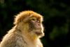 Female Barbary macaque