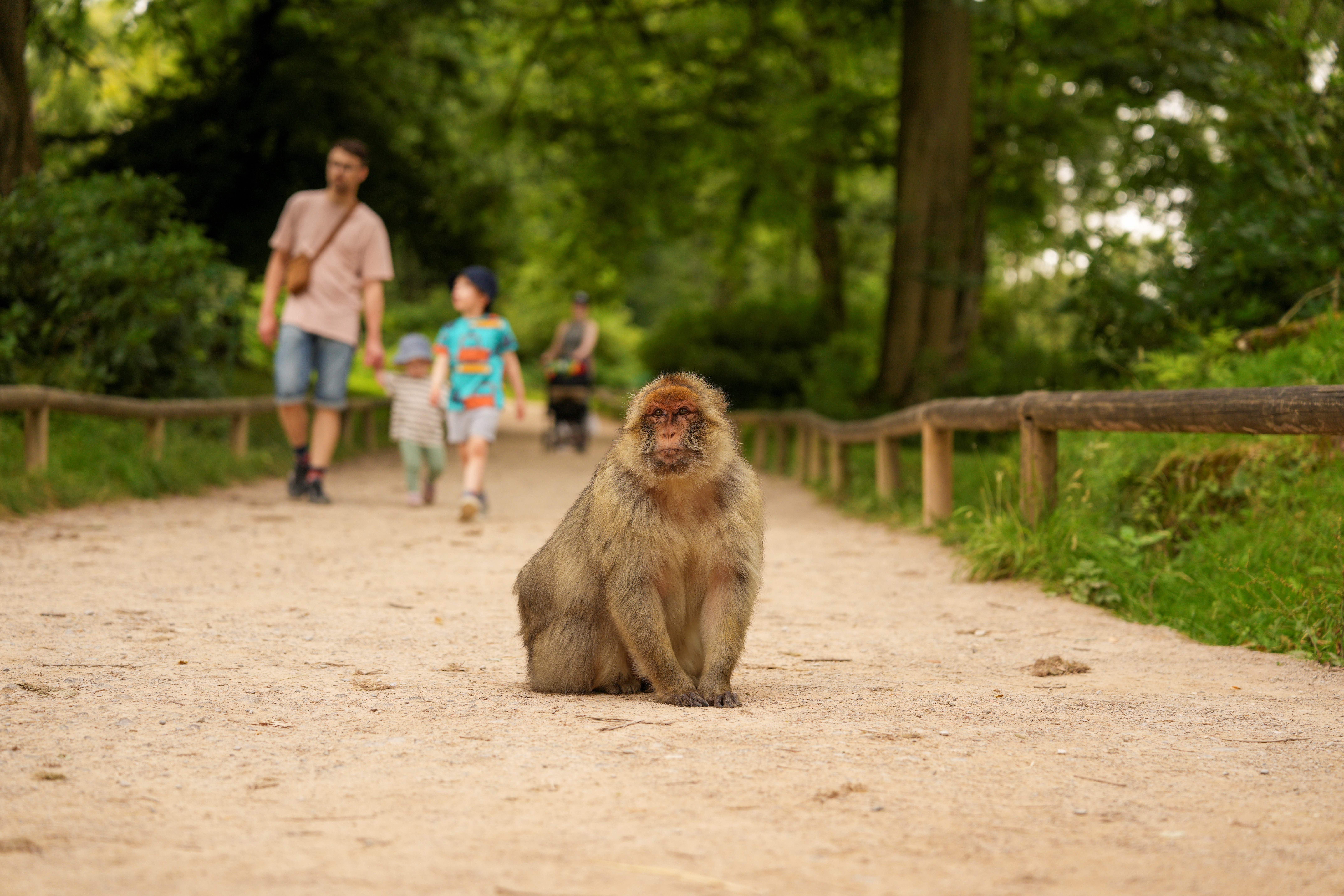 Humans walking near monkey in forest