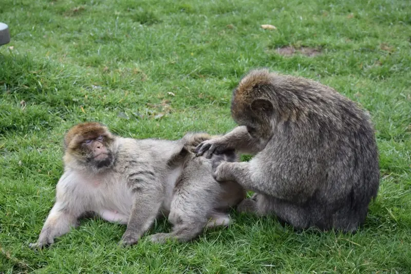 Grooming 2 1400X933