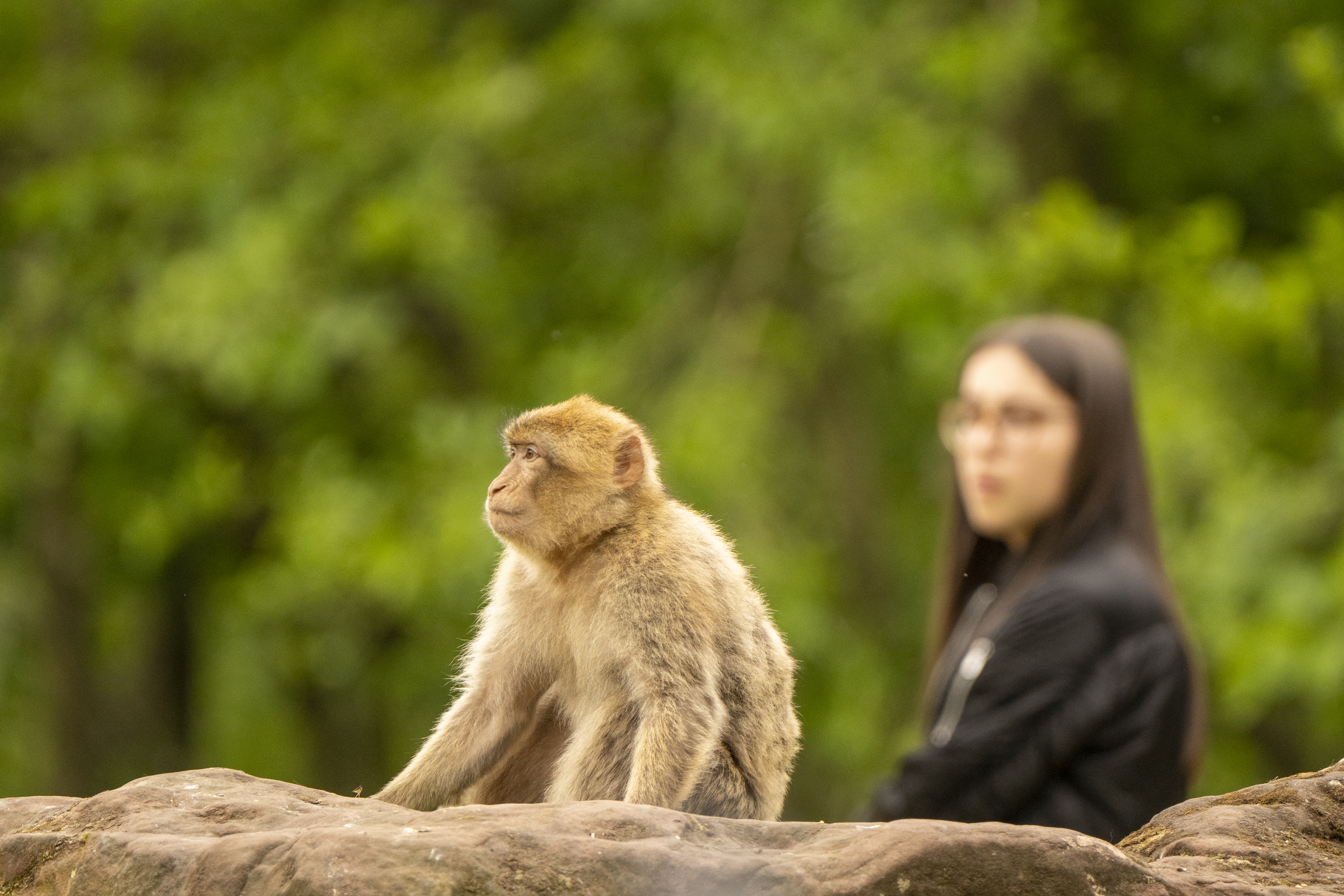 College student near a monkey