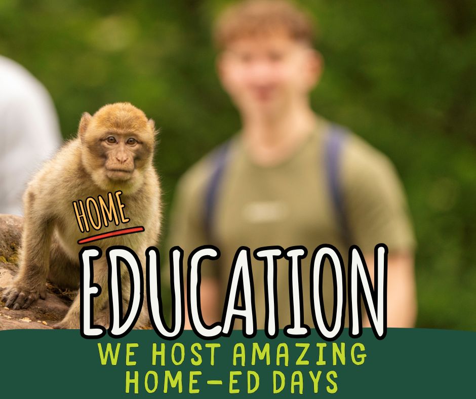 Our Monkey Live Stream! (4)