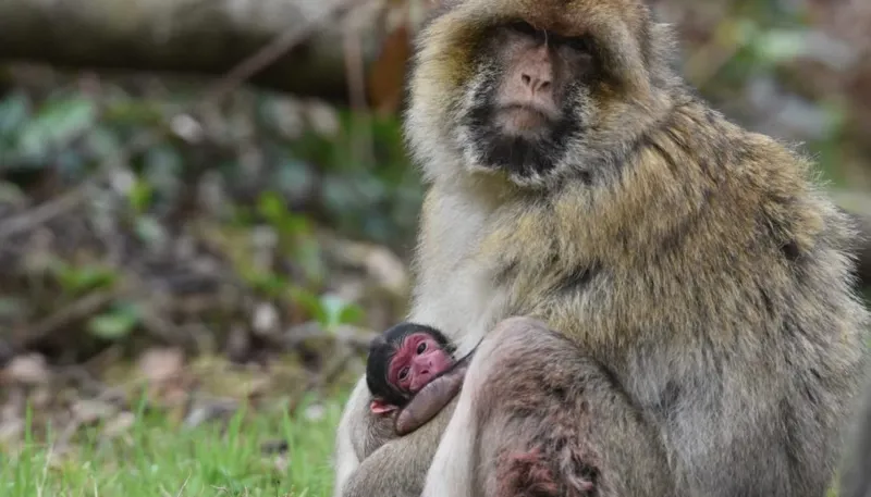 T50 Baby 311 1400X933 1024X585