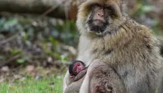 T50 Baby 311 1400X933 1024X585