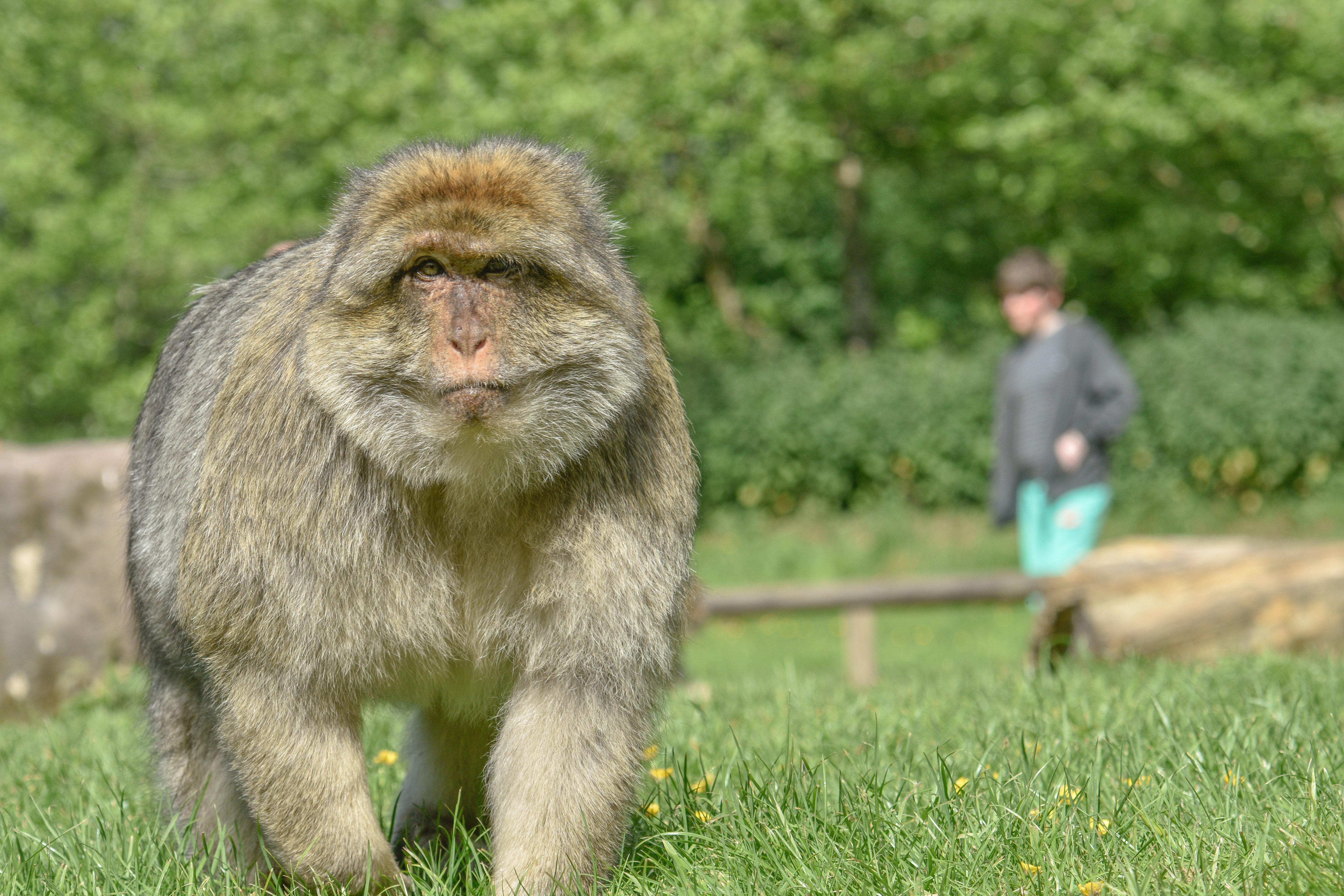 Teenager walking near a monkey
