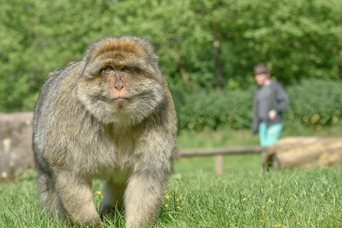 Teenager walking near a monkey