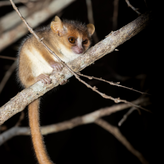 Less Than 8,000 Barbary Macaques Remain In The Wild (4)