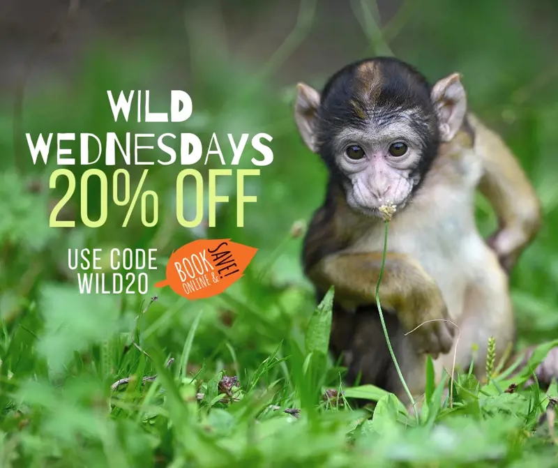 WILD WEDNESDAYS 10