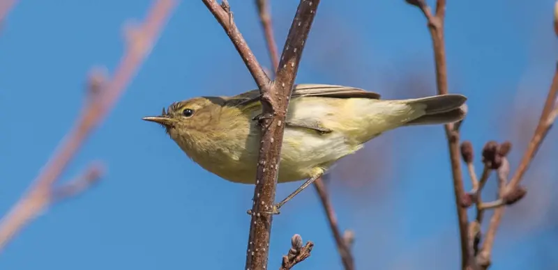 Wildlifetrusts 43043678196
