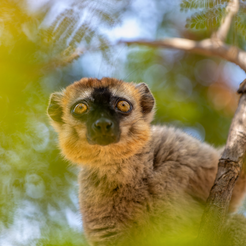 Less Than 8,000 Barbary Macaques Remain In The Wild (3)
