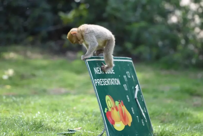 Monkey Forest Opening 1 1000X667