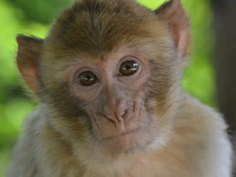 Monkeyforest42
