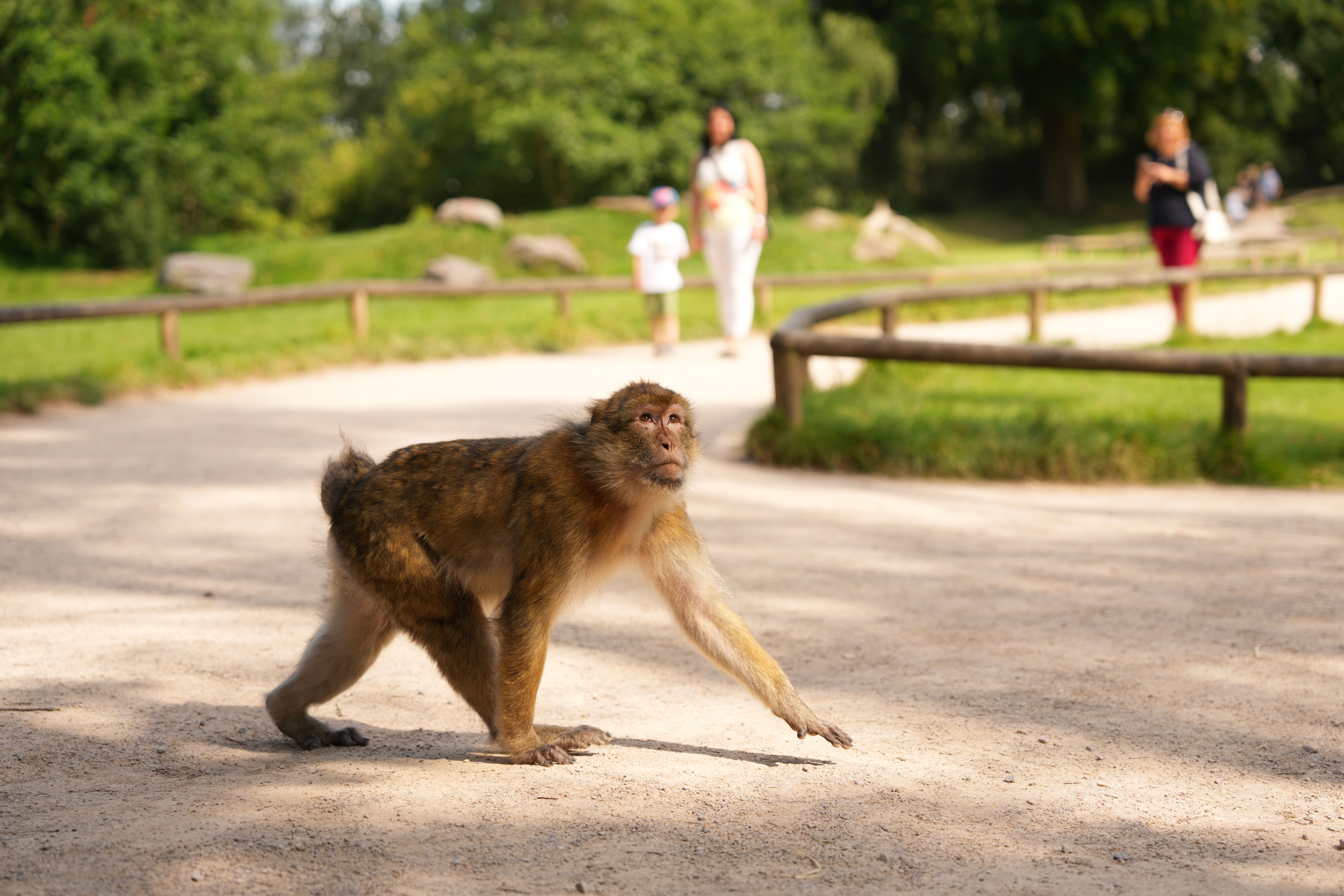 Humans walking near monkey in a forest