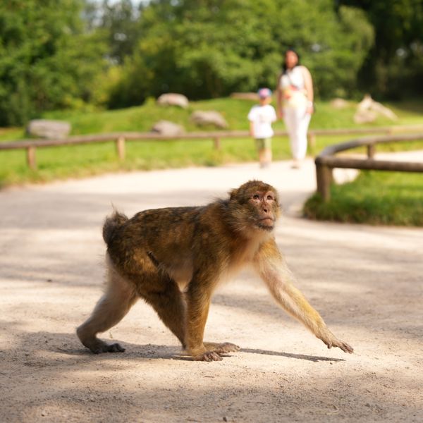 Humans walking near monkey in a forest