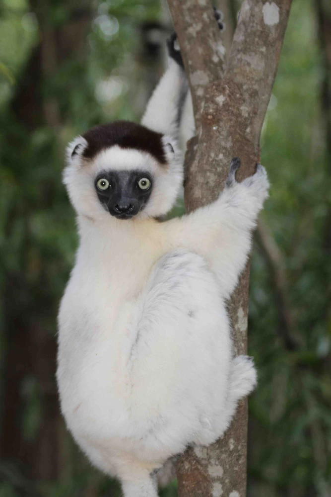Lemur 667X1000