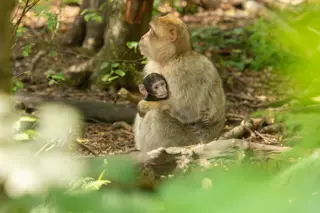 Lockdown Baby 1000X667