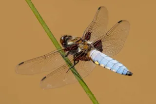Dragon Fly 768X512