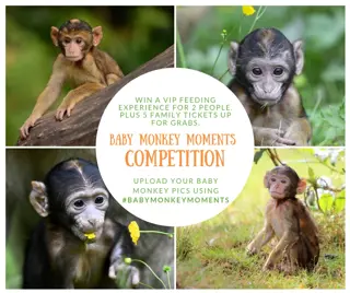 Babymonkeymoments