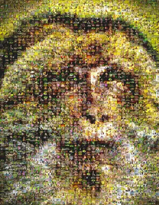 Celebrating 20Th Conservation Anniversary Barbary Macaque