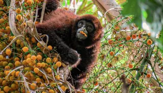 NPC Lagothrix Flavicauda 2 1024X585