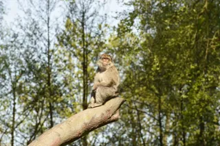 Monkey On Tree 1000X667