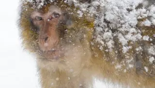 MEMONKEYSNOW 7 1122X1400 1024X585