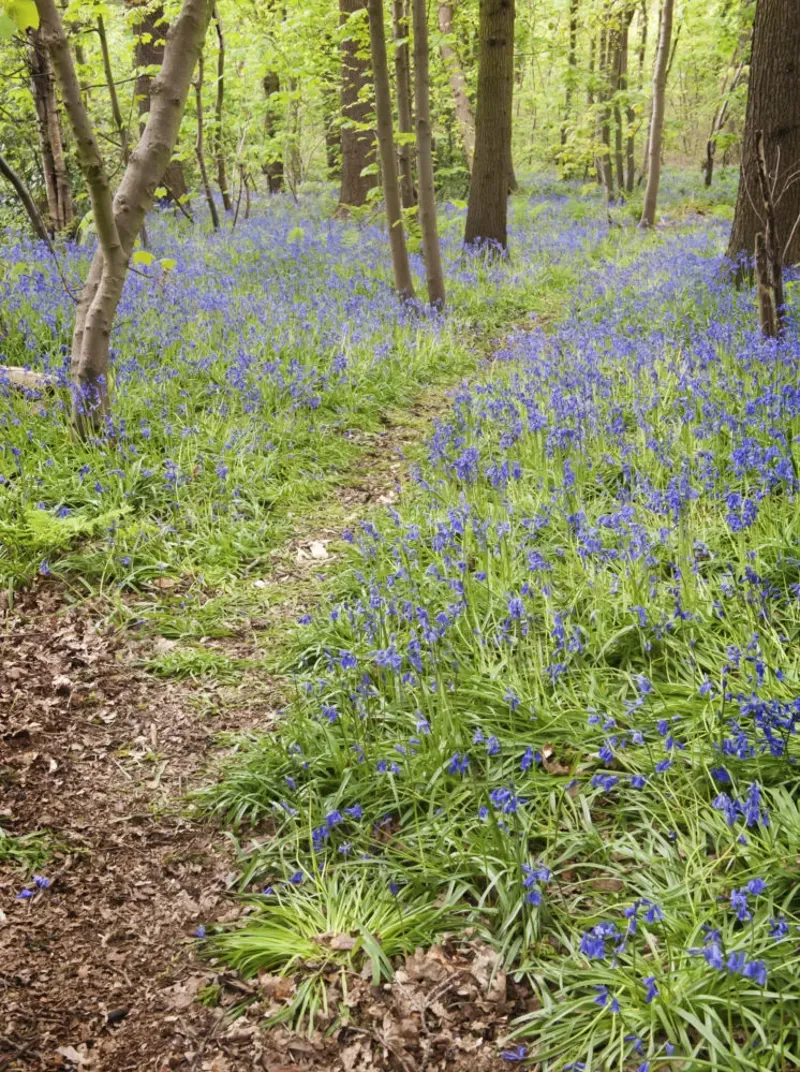 Hem Heath Woods 11 Susan Freeman 746X1000
