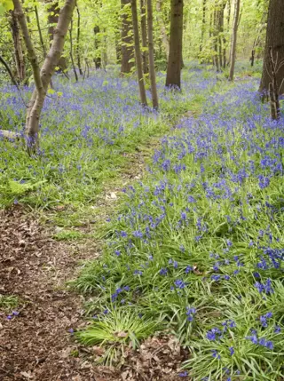 Hem Heath Woods 11 Susan Freeman 746X1000