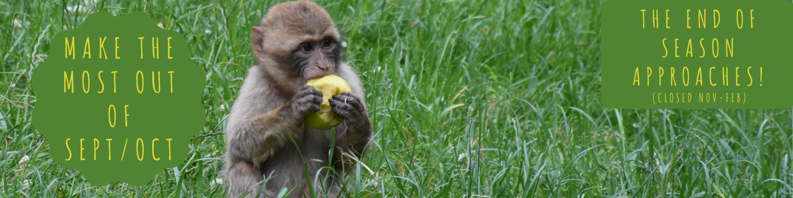 feeding-times-monkey-forest-trentham