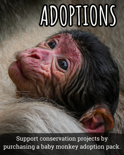Adoption Packs - Babiess