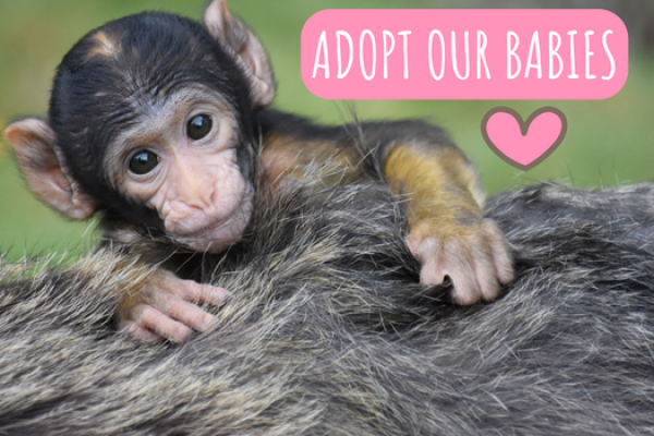 You can now get the PERFECT primate gift whilst also helping to fund vital primate conservation & research happening across the globe. Our baby monkey adoption packs have lovely tokens inside of them and also support the great conservation work undertaken by the Primate Society of Great Britain.