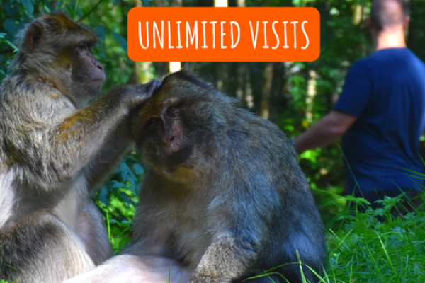 JOIN our troop and become a member of the Monkey Forest family today. Have a year of UNLIMITED visits during seasonal opening times and support the conservation of Barbary macaque monkeys. EXCLUSIVE benefits and events are available for members - don't miss out!