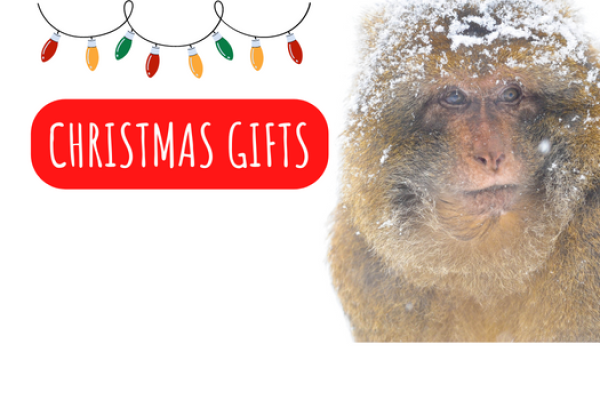 This Christmas, you could get your friends or family affordable monkey presents. Whether that be an experience with us or a general visit. From Gift Vouchers to Bespoke Primate Mugs we have the lot!