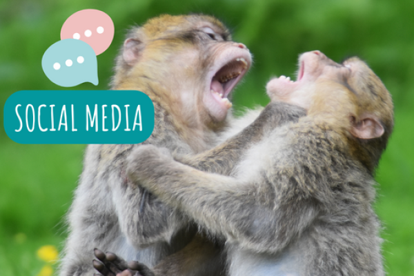 Love monkey pictures and videos? Who doesn't!? Don't miss out on regular monkey updates by following us on our social media channels.
