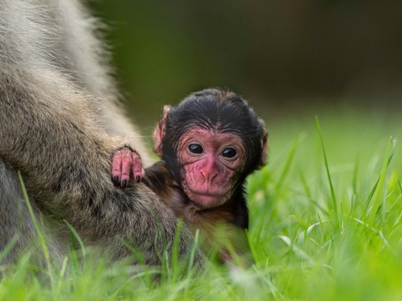 It is our last month open in 2024! Monkey Forest closes on the 3rd November. Until then, we are open every day. Experience the UK's only Monkey Forest and walk amongst them! Make sure to check our opening times as they change throughout the year. Book in advance to secure your monkey adventure at the best price!