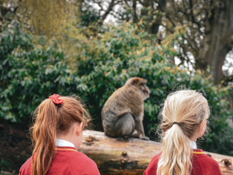 Ever wanted to take a class into a Monkey Forest? Now's your opportunity to! Our forest is the ideal location for a fun and inspiring educational visit. Get those classmates outdoors learning about all things nature and conservation. Fun, safe and affordable > Book today!