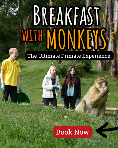 Breakfast with Monkeys VIP 2024
