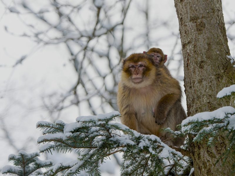 We are now closed for the winter period. We re-open in February 2025! Experience the UK's only Monkey Forest and walk amongst them next year! Feel free to watch our live stream to see the monkeys during the winter! We also have amazing christmas gifts available for the whole family. From Gift vouchers, VIP experiences to cuddly toys and notebooks.