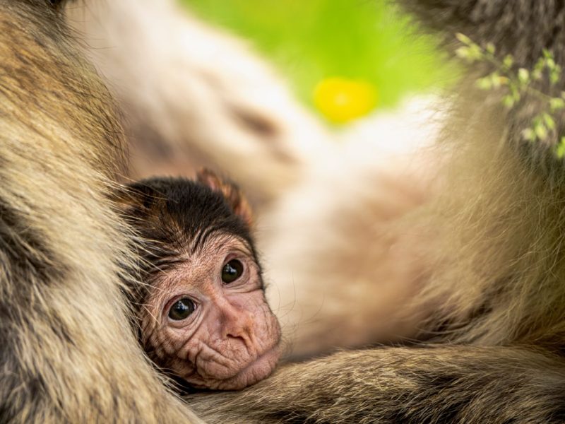 We've welcomed TEN BABY MONKEY arrivals! Trentham Monkey Forest is open every day. Experience the UK's only Monkey Forest and walk amongst them! Make sure to check our opening times as they change throughout the year. Book in advance to secure your monkey adventure at the best price!