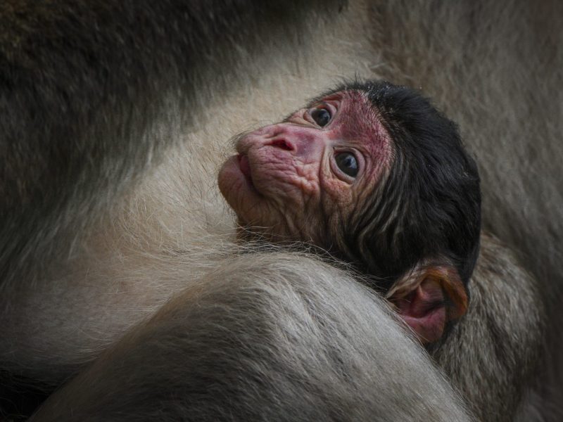We've welcomed SEVEN BABY MONKEY arrivals! Trentham Monkey Forest is open every day. Experience the UK's only Monkey Forest and walk amongst them! Make sure to check our opening times as they change throughout the year. Book in advance to secure your monkey adventure at the best price!