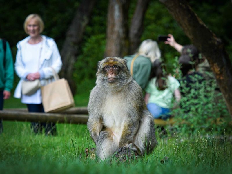 Trentham Monkey Forest has been closed during the winter period and has now officially re-opened! Our opening times vary up until April so make sure to double check when we're open on our opening times page. Book in advance to secure your monkey adventure at the best price!