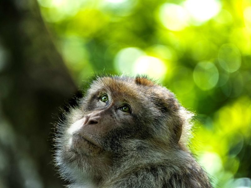 Around 80% of what is known about Barbary macaque behaviour derives from scientific study conducted within our parks. We support the Primate Society of Great Britain as well as Barbary macaque Awareness & Conservation and Chances For Nature to protect primates in the wild.