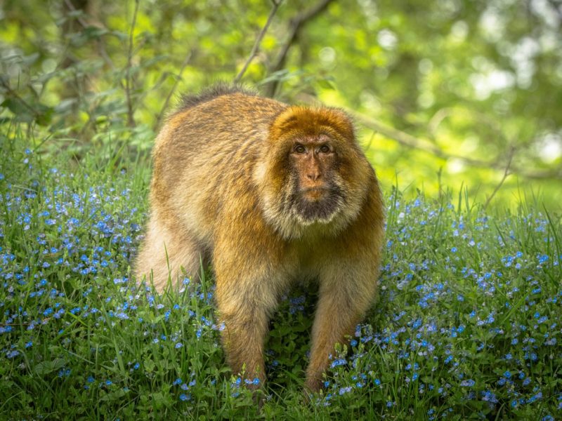 JOIN OUR TROOP Become a member of the Monkey Forest family today. Have a year of UNLIMITED visits during seasonal opening times and support the conservation of Barbary macaque monkeys. EXCLUSIVE benefits and events are available for members - don't miss out!
