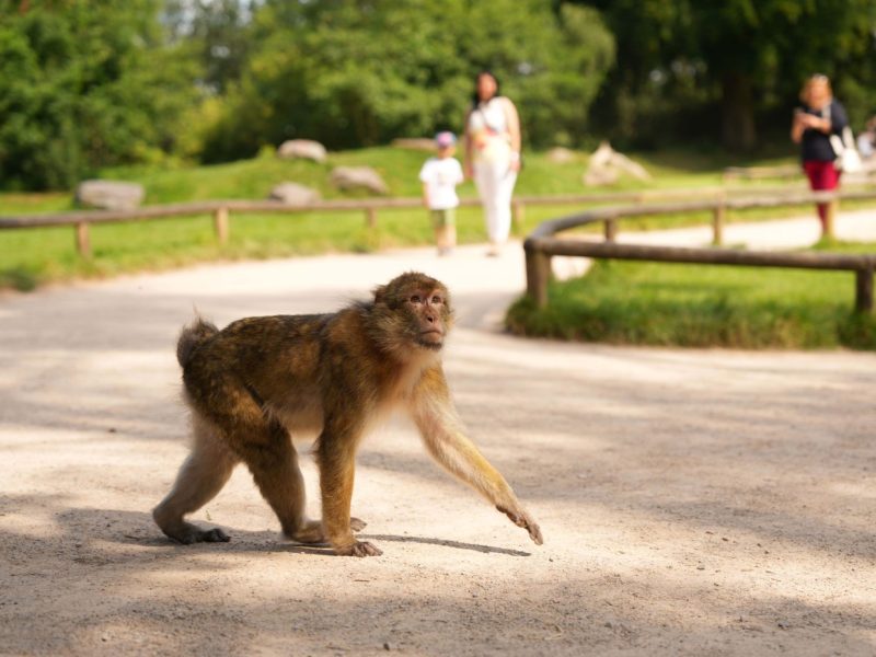 Trentham Monkey Forest is a 60 acre woodland of which 140 free-roaming Barbary macaques call home. The sanctuary focuses on the conservation of this endangered primate. 
Visitors can walk the 3/4 mile path and be amazed as the primates live freely within the forest. Hosting the monkeys in this environment preserves their incredible natural behaviours! This means our visitors can have a wonderfully unique experience in the heart of Staffordshire, as they walk amongst semi-wild primates.