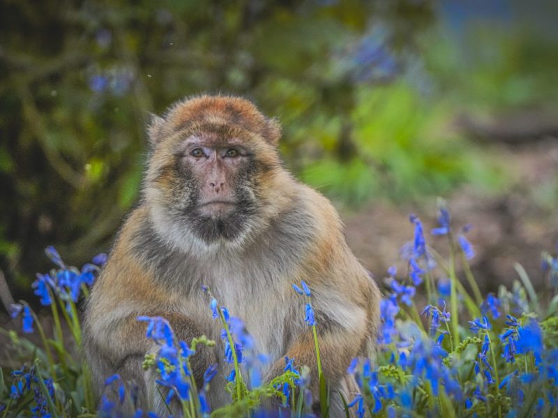 JOIN OUR TROOP Become a member of the Monkey Forest family today. Have a year of UNLIMITED visits during seasonal opening times and support the conservation of Barbary macaque monkeys. EXCLUSIVE benefits and events are available for members - don't miss out!