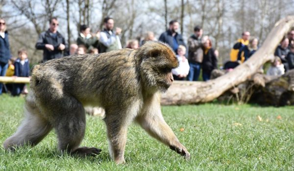 JOIN our troop and become a member of the Monkey Forest family today. Have a year of UNLIMITED visits during seasonal opening times and support the crucial conservation of Barbary macaques. EXCLUSIVE benefits and events are available for members - don't miss out! SAVE money on every visit.