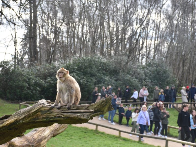Trentham Monkey Forest is the ONLY place in the UK where you can walk amongst 140 free roaming Barbary macaque monkeys!