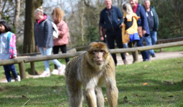 Looking for a unique gift idea for a loved one? Look no further! Monkey Forest Gift Vouchers are available to buy. Support the protection of Barbary macaques and spread the word by gifting the Monkey Forest experience to friends and family.