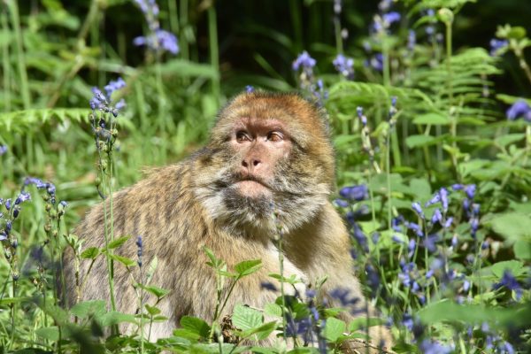 Come and see our monkeys and walk amongst them in our stunning Staffordshire forest