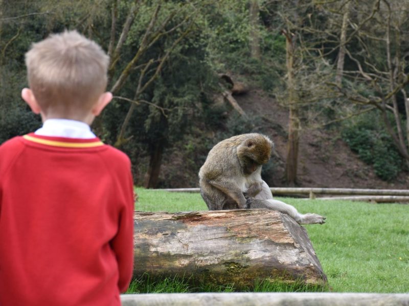 Ever wanted to take a class into a Monkey Forest? Now's your opportunity to! Our forest is the ideal location for a fun and inspiring educational visit. Get those classmates outdoors learning about all things nature and conservation. Fun, safe and affordable > Book today!